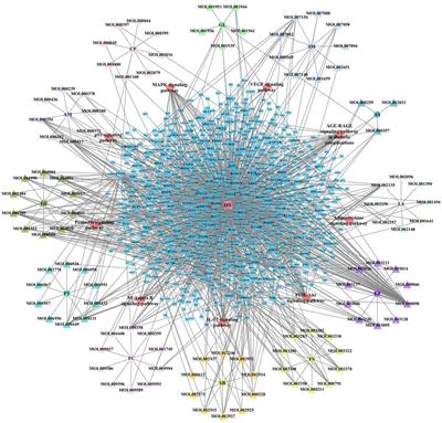 Investigation of the Pharmacological Effect and Mechanism of Jinbei Oral Liquid in the Treatment of Idiopathic Pulmonary Fibrosis Using Network Pharmacology and Experimental Validation